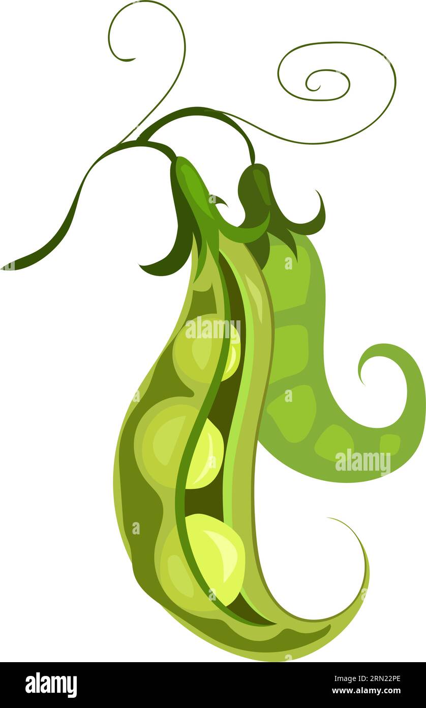 Green mangetout illustration Stock Vector Image & Art Alamy