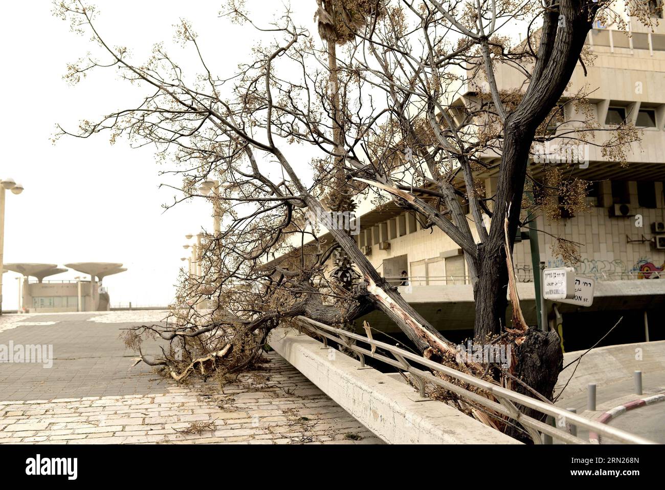 (150212) -- TEL AVIV,  A tree is seen fallen in Tel Aviv, Israel, on Feb. 11, 2015. A sandstorm continues to blow hard in parts of the Middle East on Wednesday, where authorities have remained sea ports closed and briefly grounded flights. Israel has been hit by the developing sandstorm. The country temporarily shut down two airports and suspended all domestic flights Wednesday morning as the sandstorm hit the country, the Israel Airport Authority said in a statement. ) ISRAEL-TEL AVIV-STORM JINI/TomerxNeubeg PUBLICATIONxNOTxINxCHN   Tel Aviv a Tree IS Lakes Fall in Tel Aviv Israel ON Feb 11 2 Stock Photo