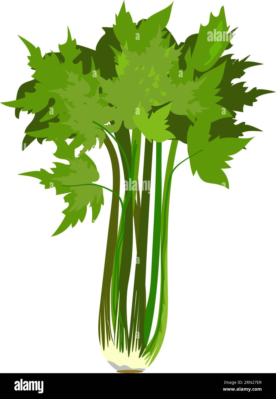 Green parsley illustration Stock Vector Image & Art - Alamy
