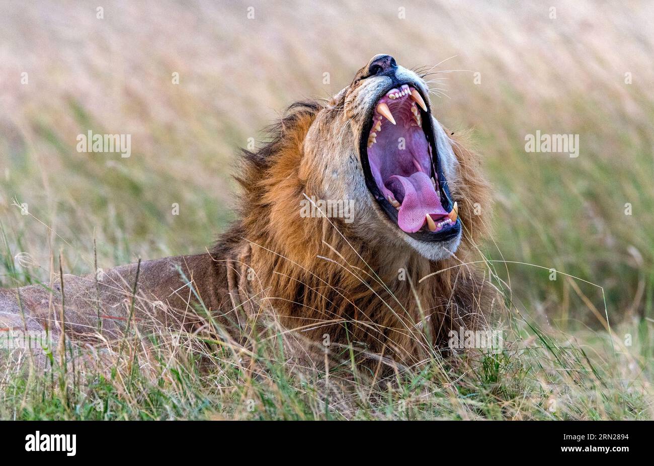 Male lion in the long grass of Maasai Mara, Kenya Stock Photo - Alamy