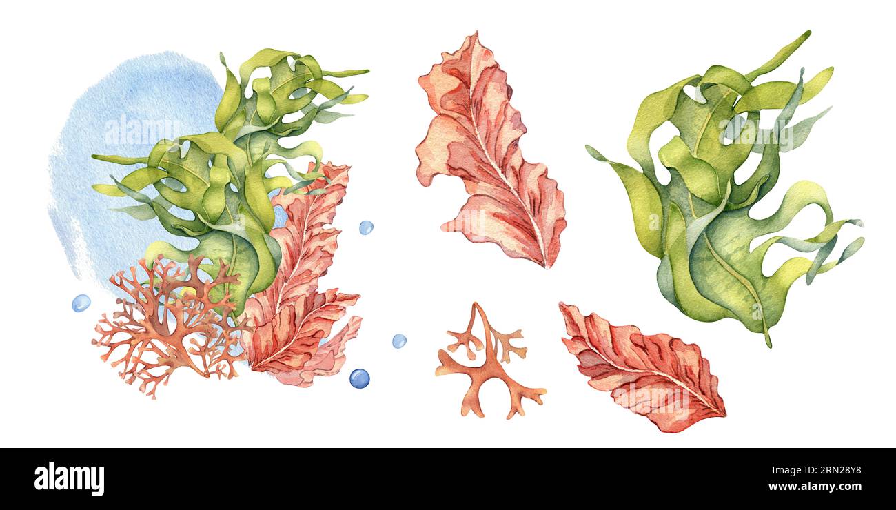 Set of green, pink sea plants watercolor illustration isolated on white. Laminaria, brown kelp, red seaweed hand drawn. Design element for package Stock Photo