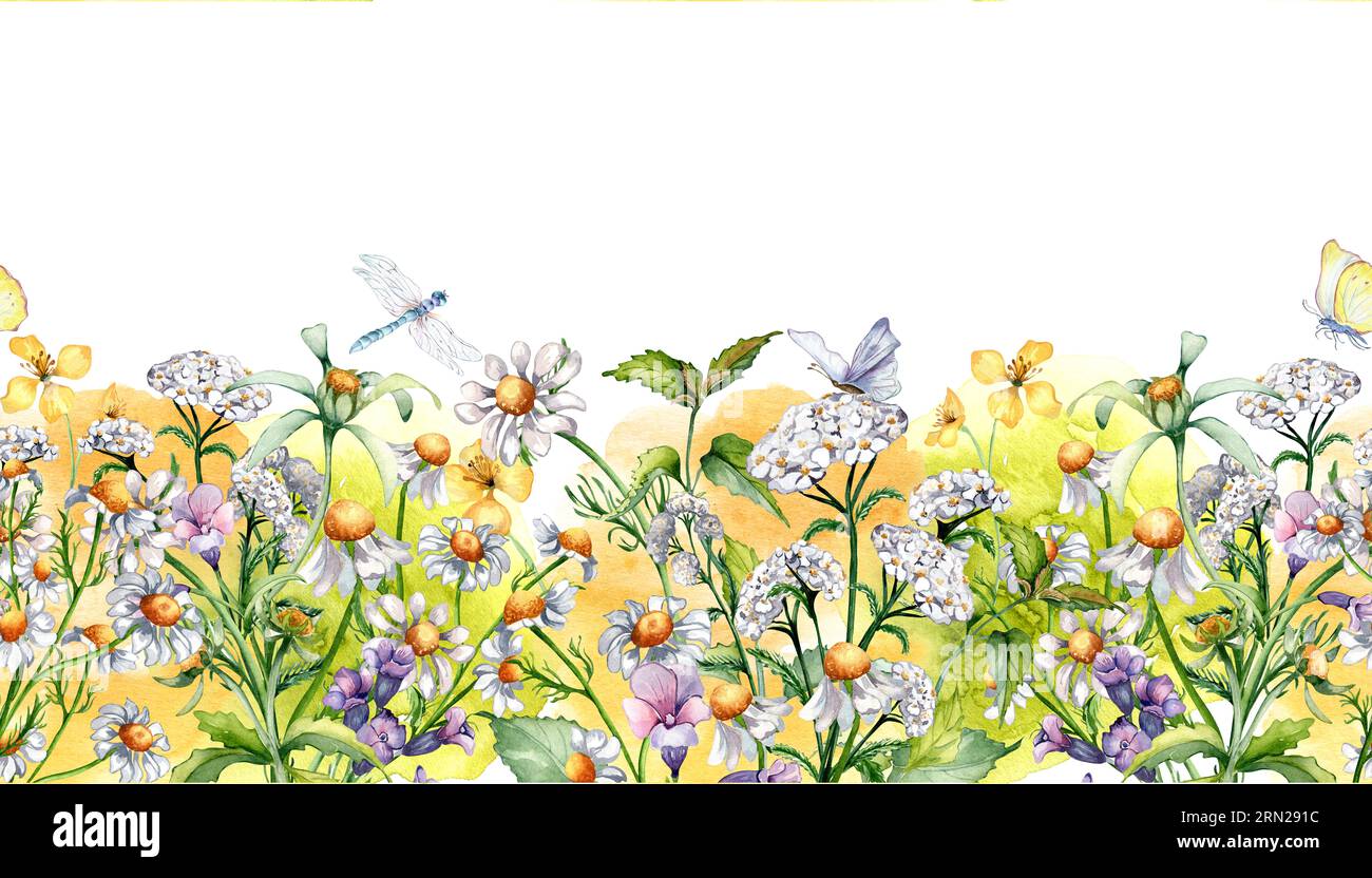 Seamless border of chamomile, wild medicinal plants, insects watercolor illustration isolated on white. Purple, yellow flower , dragonfly hand drawn Stock Photo