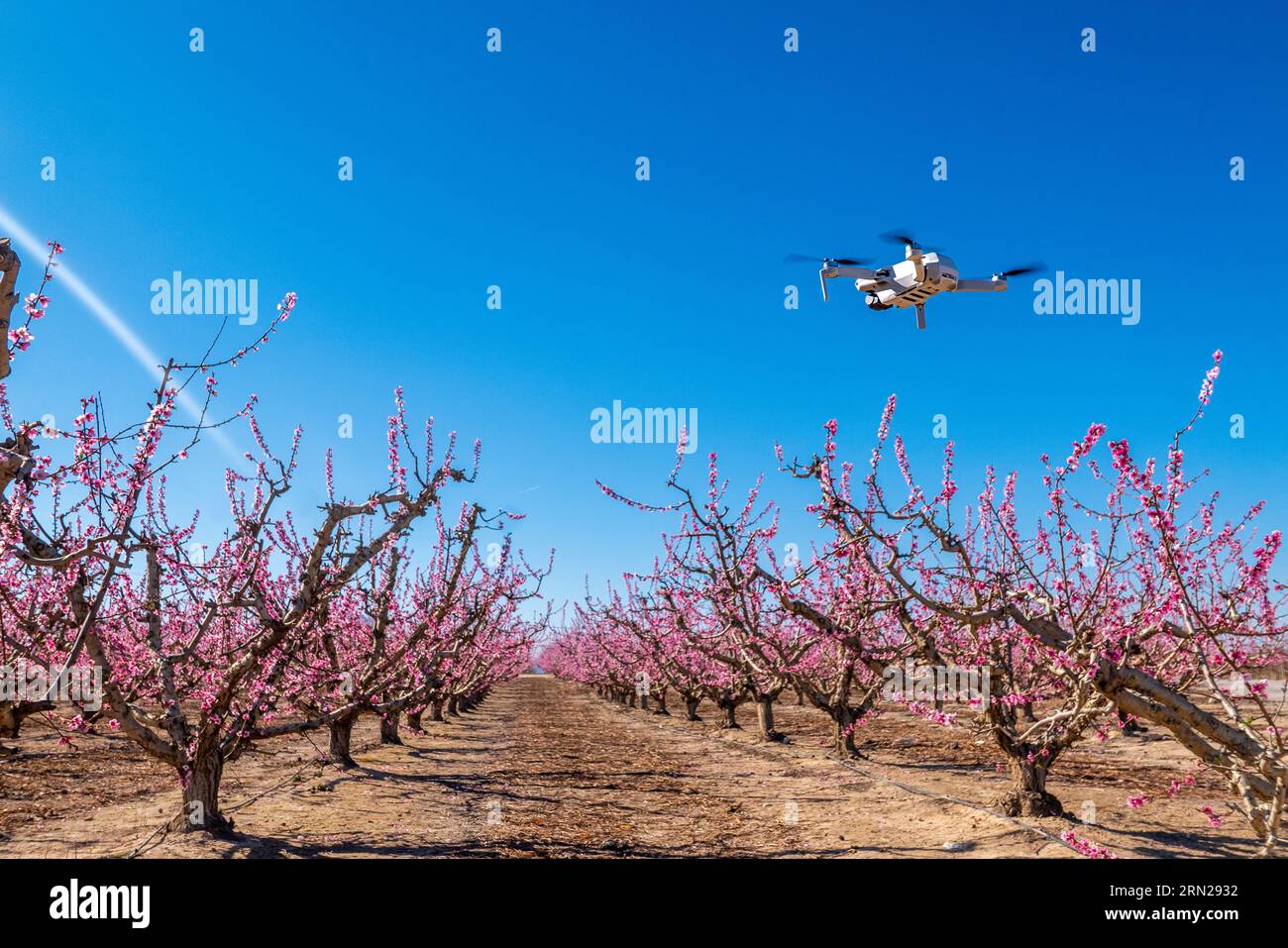 Verger en fleurs à Cieza - Flowering orchard in Cieza Stock Photo