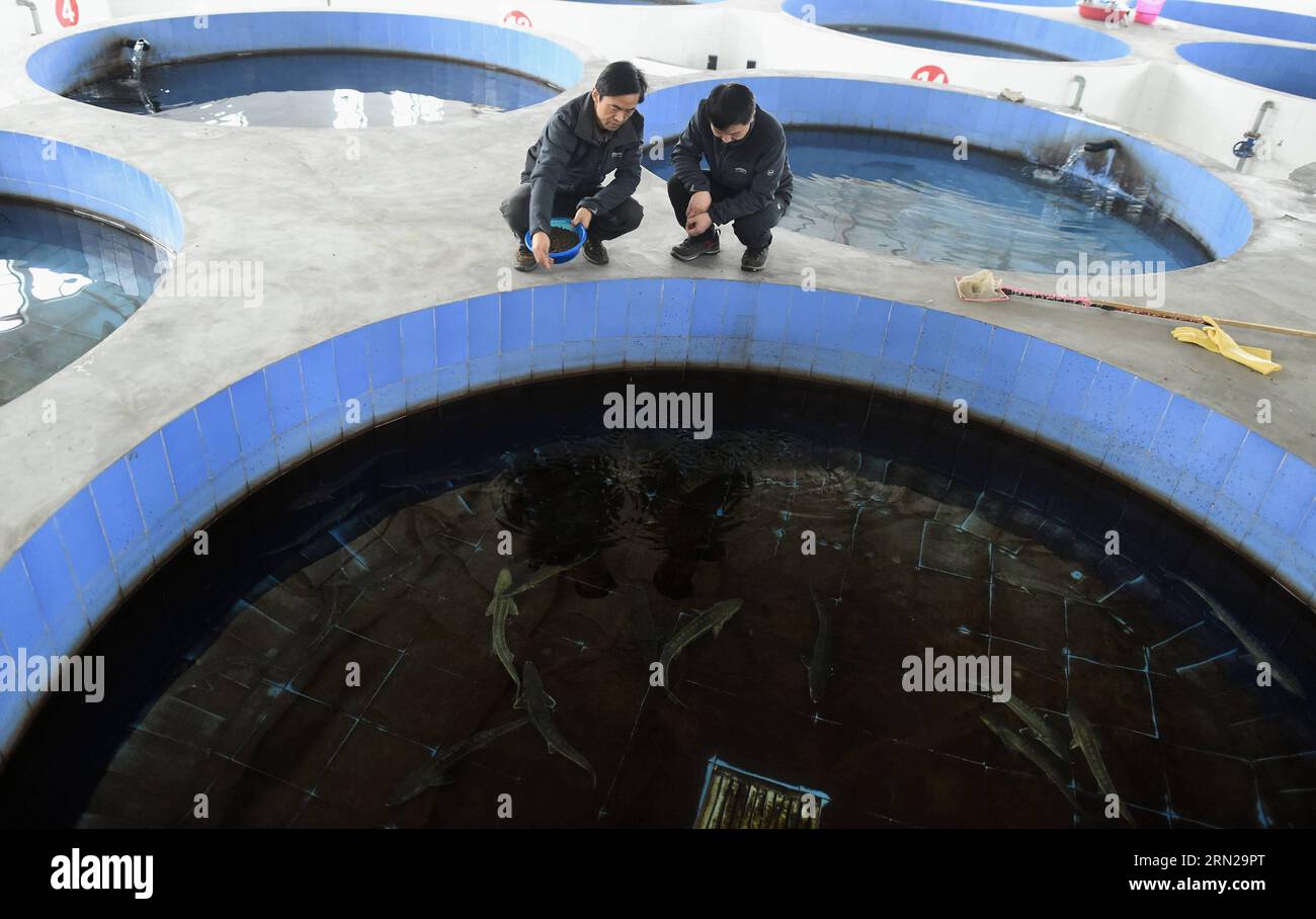 (150219) -- YICHANG, Feb. 19, 2015 -- Breeders feed artificially-bred Chinese sturgeons swimming in a tank at the Chinese Sturgeons Research Institute (CSRI) in Yichang, central China s Hubei Province, Feb. 19, 2015. Chinese sturgeons, nicknamed aquatic pandas , are listed as a wild creature under state protection. Researchers with CSRI succeeded in artificially inseminating and spawning a culture of sturgeons in 2009. Since then fish have been released into the river every year to save the species from extinction. At present, some 5,000 artificially-bred sturgeons live in the CSRI, which is f Stock Photo