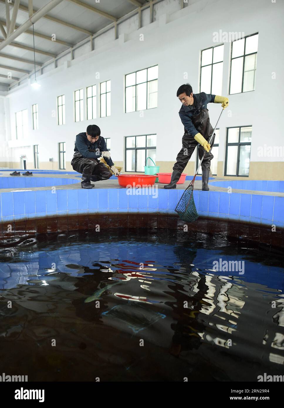 (150219) -- YICHANG, Feb. 19, 2015 -- Breeders clean a tank for artificially-bred Chinese sturgeons at the Chinese Sturgeons Research Institute (CSRI) in Yichang, central China s Hubei Province, Feb. 19, 2015. Chinese sturgeons, nicknamed aquatic pandas , are listed as a wild creature under state protection. Researchers with CSRI succeeded in artificially inseminating and spawning a culture of sturgeons in 2009. Since then fish have been released into the river every year to save the species from extinction. At present, some 5,000 artificially-bred sturgeons live in the CSRI, which is founded Stock Photo