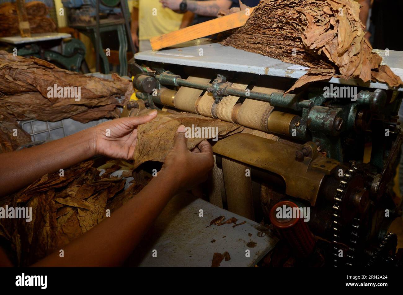 150219) -- SANTIAGO, Feb. 19, 2015 -- A woman works at an export cigar  factory in Villa Gonzalez, Santiago province, Dominican Republic, on Feb.  19, 2015. Tobacco is the main agro-export product