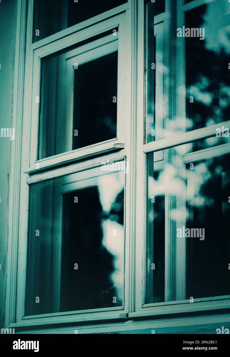 A closed window with white frames, reflecting the leaves of trees on ...