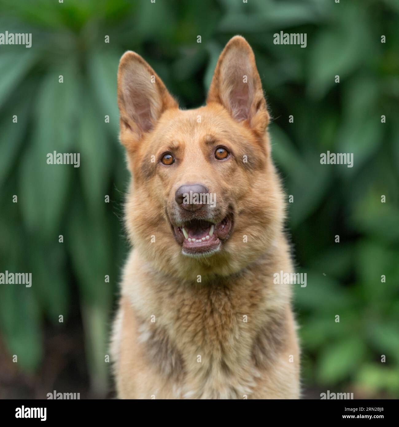 Liver tan german best sale shepherd