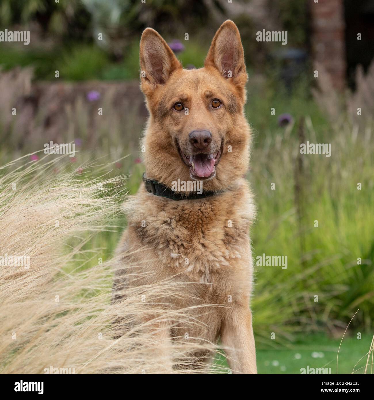 Liver German Shepherd Dog Stock Photo Alamy