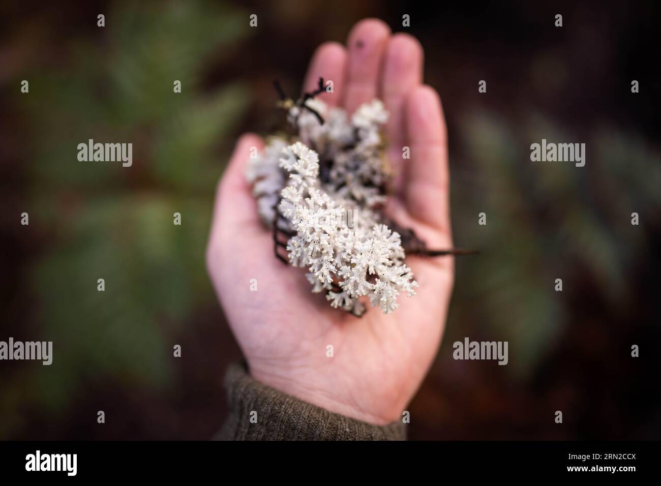 plant scientist holding lichen in the australian bush Stock Photo