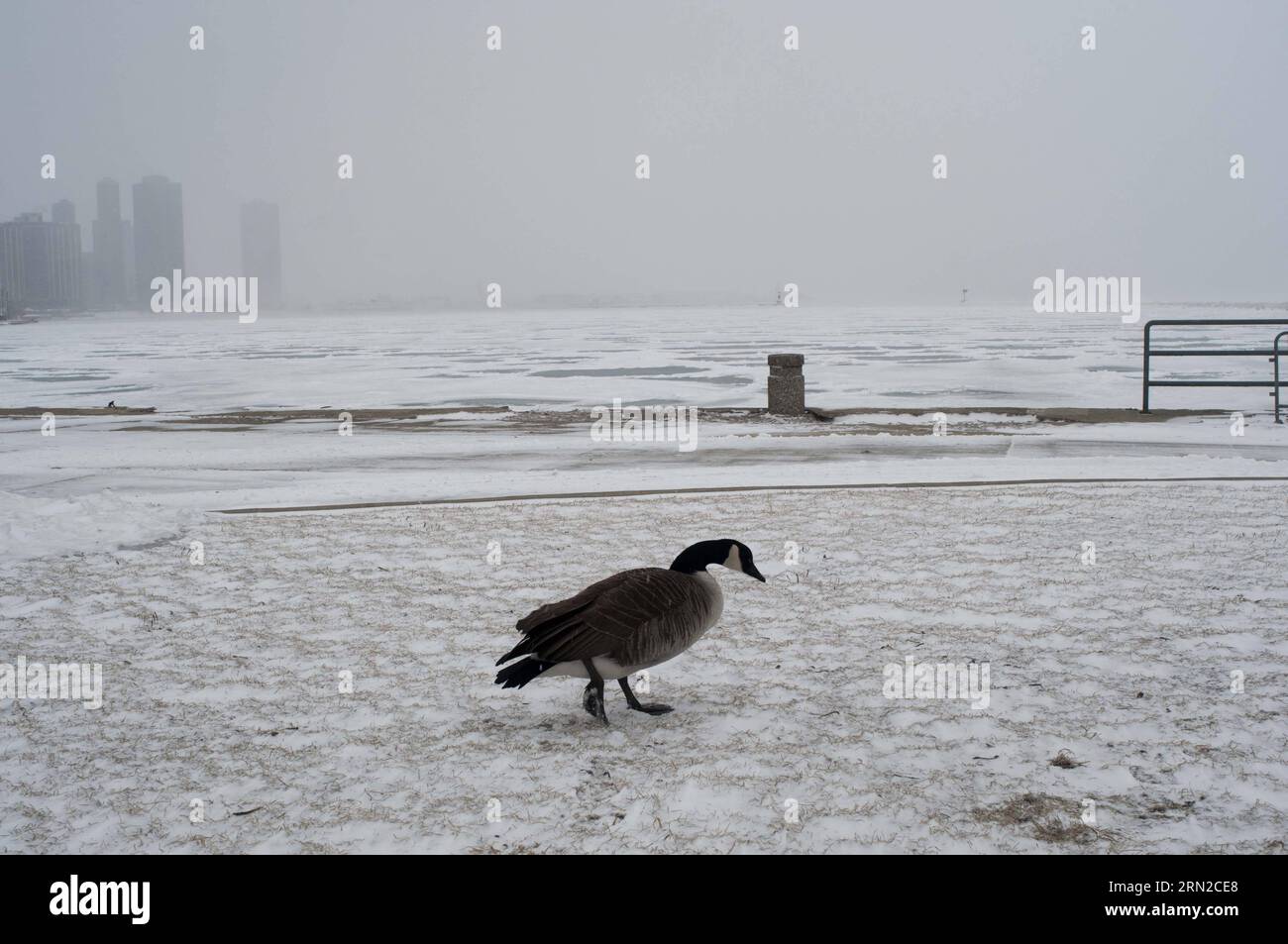 Canada goose hotsell chicago michigan ave