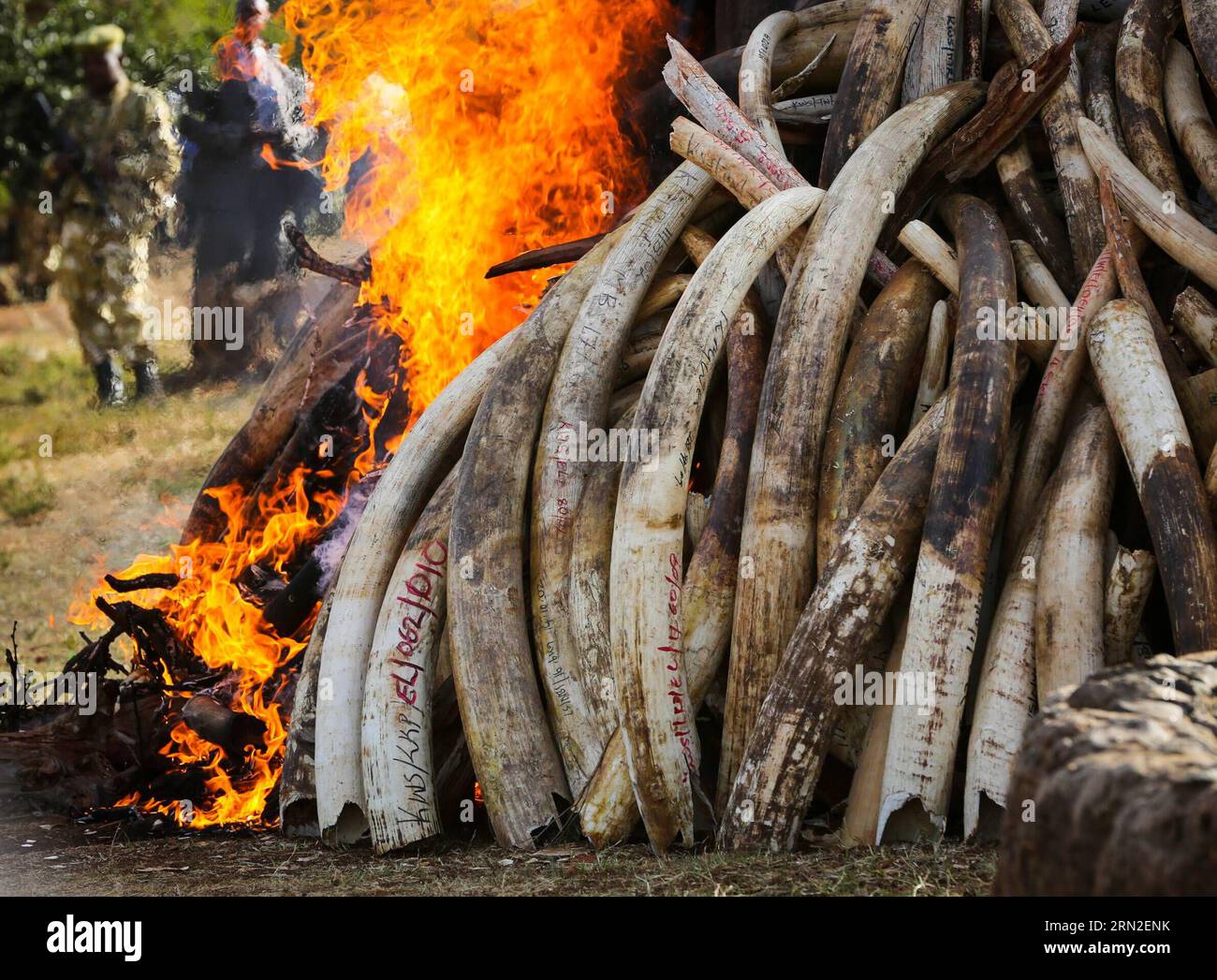 Ivory Buring Estimaed hi-res stock photography and images - Alamy
