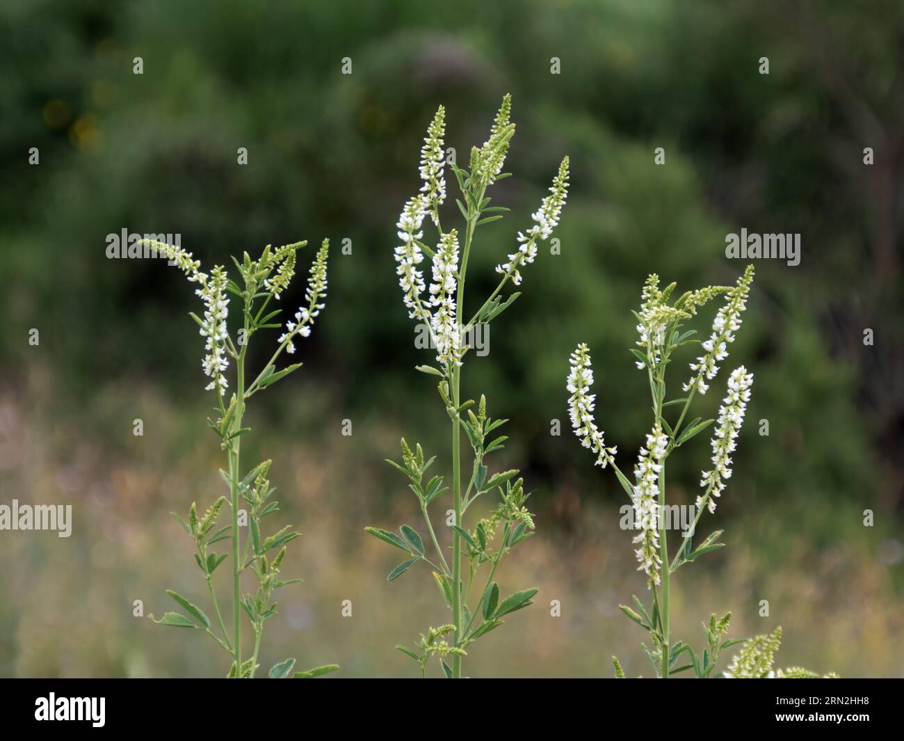 Close-up of white sweet clover, Melilotus albus, with inflorescences Stock Photo