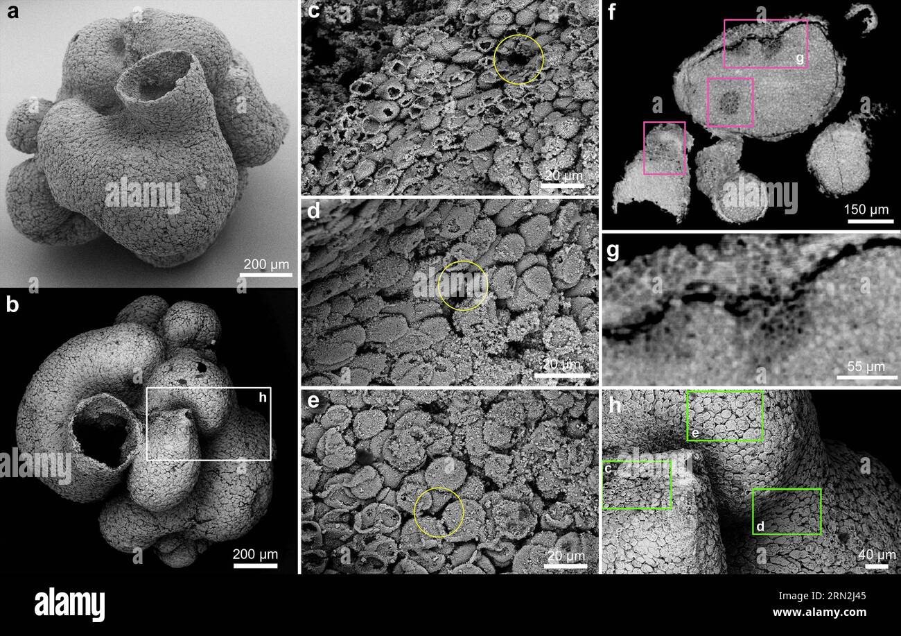 (150309) -- WASHINGTON D.C., March 9, 2015 () -- Image provided by Nanjing Institute of Geology and Palaeontology of China on March 9, 2015 shows images of a 600 million-year-old primitive sponge fossil using advanced imaging techniques including scanning electron microscope and synchrotron X-ray tomography. Animals have been on Earth for at least 600 million years, research led by Chinese scientists confirmed Monday. The study, published in the U.S. journal Proceedings of the National Academy of Sciences, described a well-preserved, rice grain-sized primitive sponge fossil recovered from 600- Stock Photo