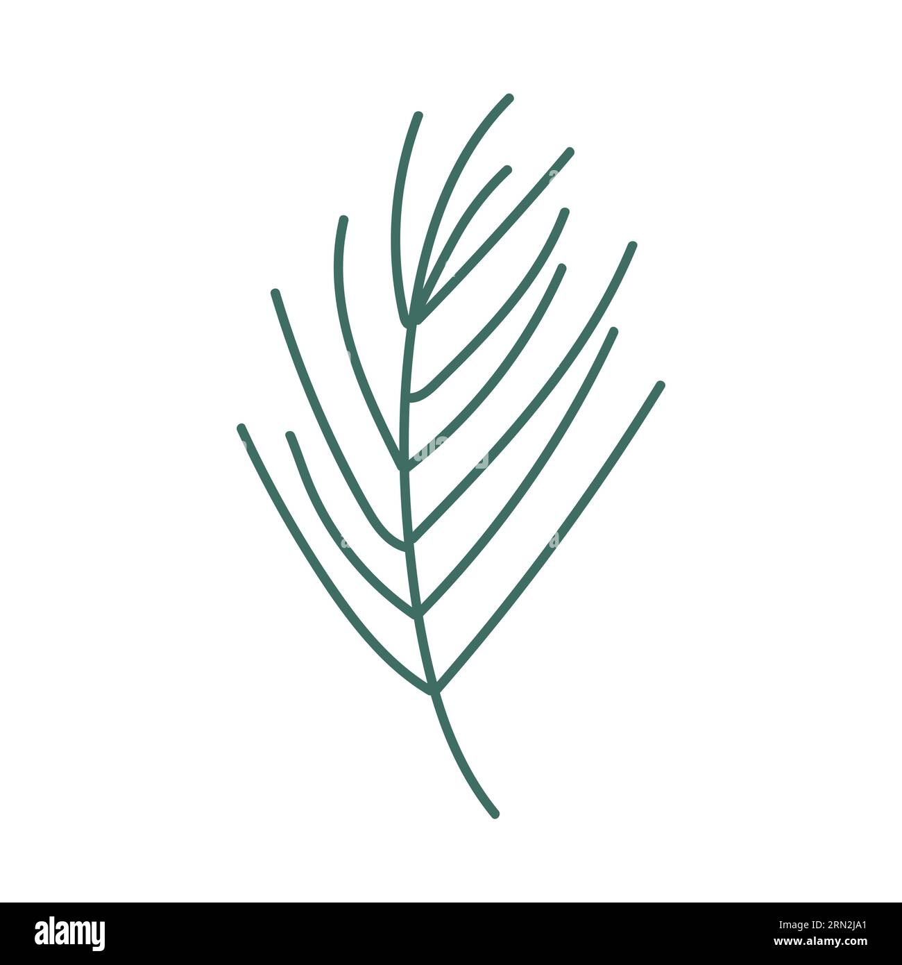 Hand drawn branch of pine Stock Vector Image & Art - Alamy