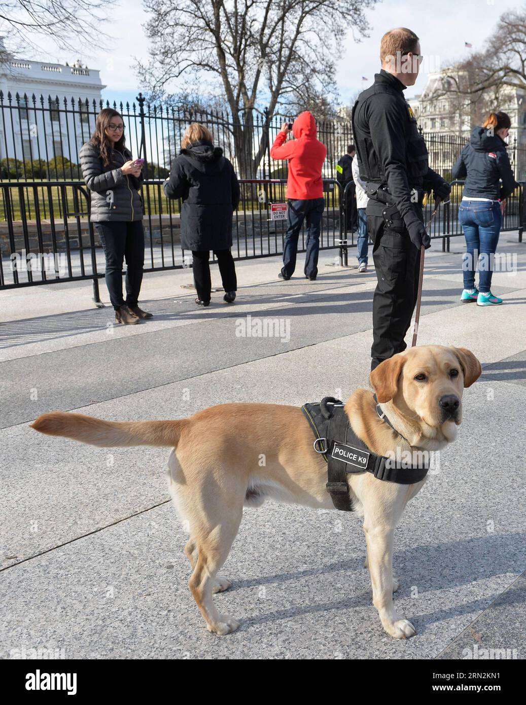 (150313) -- WASHINGTON D.C., March 13, 2015 -- Police dog patrols around the White House in Washington D.C., capital of the United States, March 13, 2015. For a U.S. federal agency with a name that suggests secrecy, putting itself repeatedly in the limelight for negative news coverage is quite a bitter irony. The Secret Service, widely perceived as the most elite law enforcement team in the United States that protects the U.S. president and the First Family, landed itself in hot water again after U.S. media revealed earlier this week that two top Secret Service barreled through a scene of an a Stock Photo