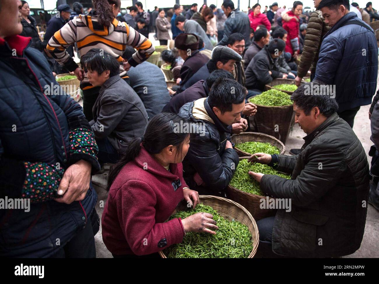 (150316) -- YA AN, March 16, 2015 -- Tea dealers sort out fresh tea leaves at a market in Shuanghe Township in Ya an City, southwest China s Sichuan Province, March 14, 2015. Tea makers are making tea with newly-picked tea leaves before the Qingming Festival, which falls on April 5 this year, as tea of this period of time is regarded to have a better taste. ) (lfj) CHINA-SICHUAN-YA AN-TEA (CN) JiangxHongjing PUBLICATIONxNOTxINxCHN   Ya to March 16 2015 Tea Dealers Location out Fresh Tea Leaves AT a Market in Shuanghe Township in Ya to City Southwest China S Sichuan Province March 14 2015 Tea M Stock Photo