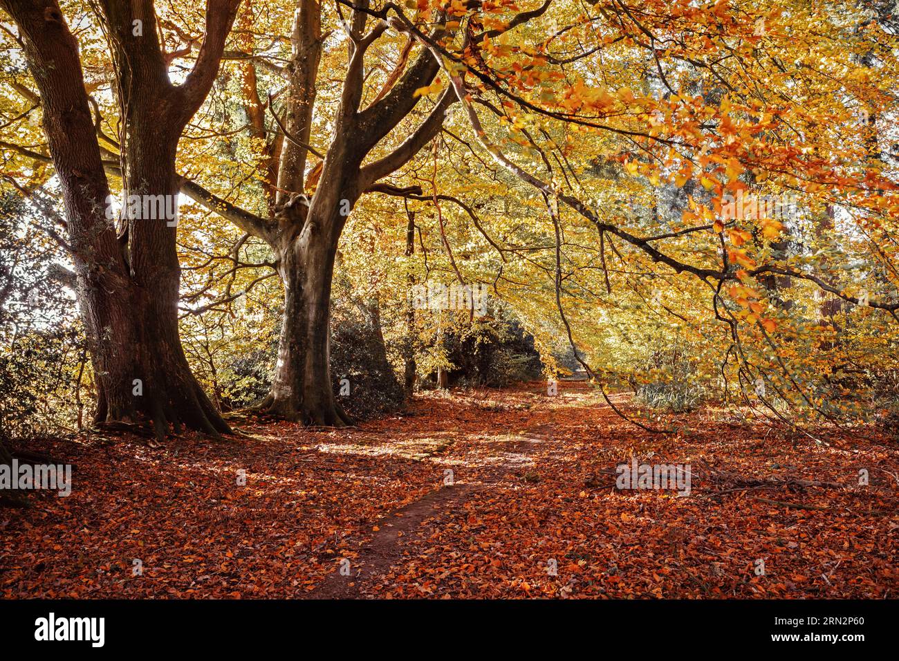 Oak trees in autumn colour, Wiltshire, Uk Stock Photo