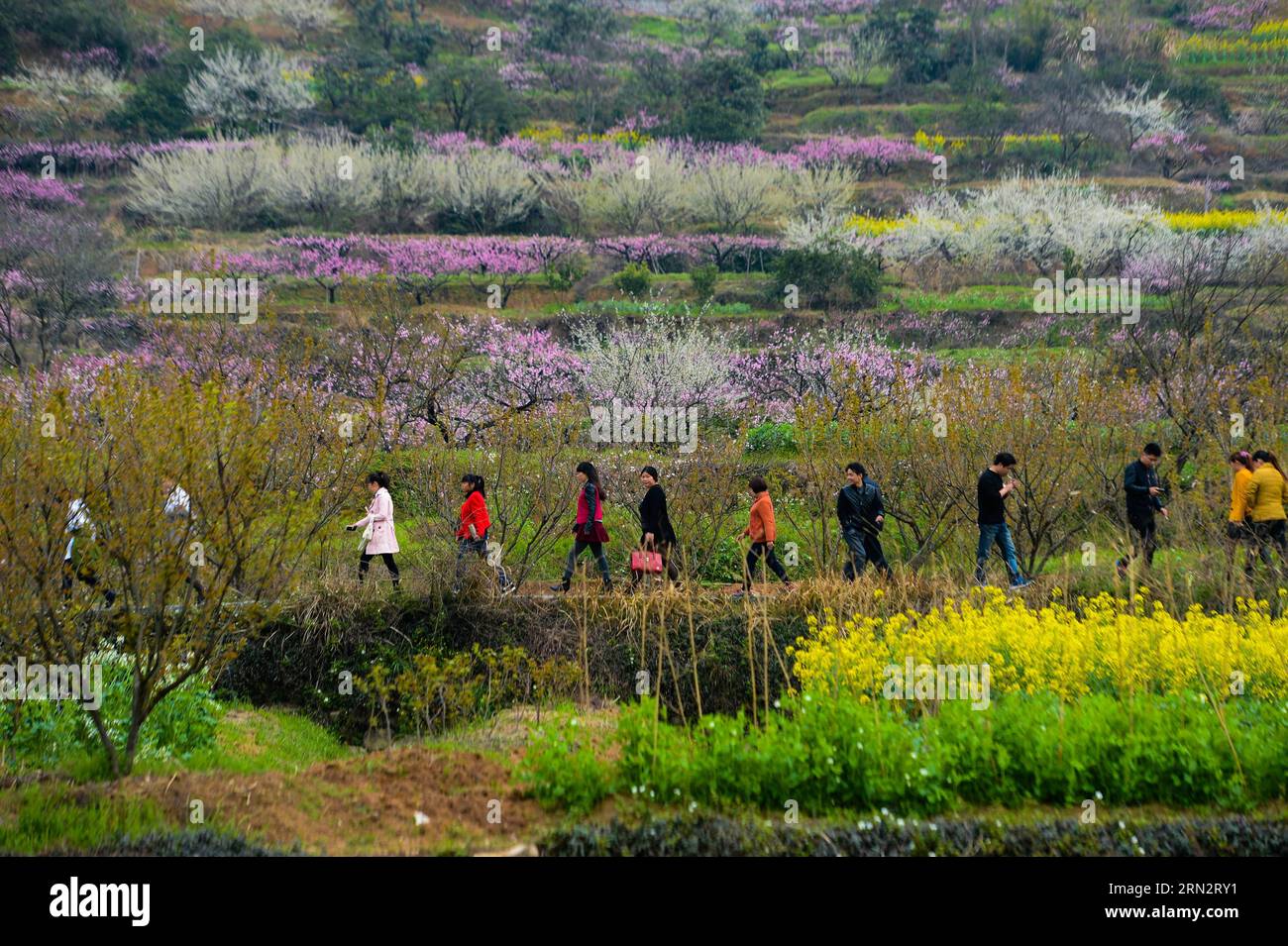 (150323) -- HANGZHOU, March 23, 2015 -- People visit the Yangshanfan Village in Tonglu County of Hangzhou City, capital of east China s Zhejiang Province, March 23, 2015. Various flowers blossom during Spring in Tonglu, attracting tourists to visit the County and promoting the local tourism. ) (zwx) CHINA-HANGZHOU-TONGLU-TOURISM(CN) XuxYu PUBLICATIONxNOTxINxCHN   Hangzhou March 23 2015 Celebrities Visit The  Village in Tonglu County of Hangzhou City Capital of East China S Zhejiang Province March 23 2015 Various Flowers Blossom during Spring in Tonglu Attracting tourists to Visit The County an Stock Photo