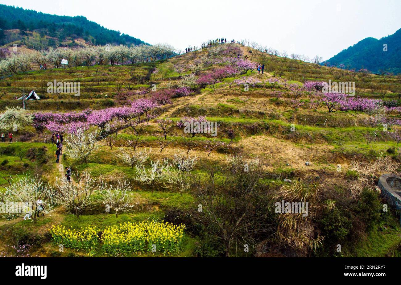 (150323) -- HANGZHOU, March 23, 2015 -- People visit the Yangshanfan Village in Tonglu County of Hangzhou City, capital of east China s Zhejiang Province, March 23, 2015. Various flowers blossom during Spring in Tonglu, attracting tourists to visit the County and promoting the local tourism. ) (zwx) CHINA-HANGZHOU-TONGLU-TOURISM(CN) XuxYu PUBLICATIONxNOTxINxCHN   Hangzhou March 23 2015 Celebrities Visit The  Village in Tonglu County of Hangzhou City Capital of East China S Zhejiang Province March 23 2015 Various Flowers Blossom during Spring in Tonglu Attracting tourists to Visit The County an Stock Photo