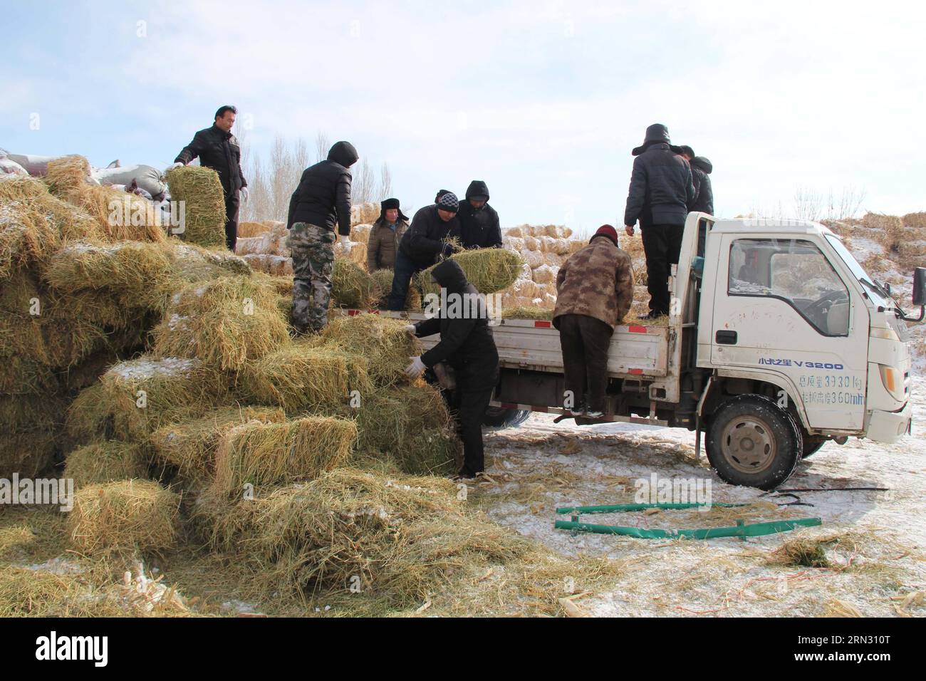 The local government provides free transportation of forage grass for livestock in Balbagay Township of Altay, northwest China s Xinjiang Uygur Autonomous Region, April 1, 2015. As the continuous snowfall threatened the survival of livestock, the local government has taken emergency measures such as transferring livestock and supplying feed. ) (wyo) CHINA-XINJIANG-ALTAY-SNOWFALL-LIVESTOCK (CN) TangxXiaobo PUBLICATIONxNOTxINxCHN   The Local Government provides Free Transportation of forage Graß for Livestock in  Township of Altay Northwest China S Xinjiang Uygur Autonomous Region April 1 2015 A Stock Photo