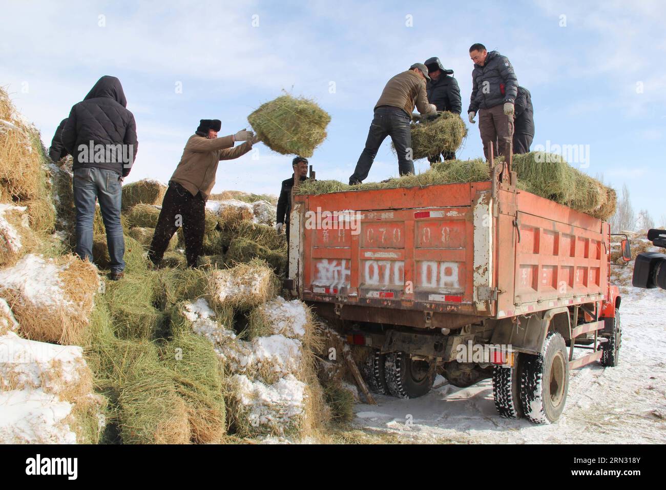 The local government provides free transportation of forage grass for livestock in Balbagay Township of Altay, northwest China s Xinjiang Uygur Autonomous Region, April 1, 2015. As the continuous snowfall threatened the survival of livestock, the local government has taken emergency measures such as transferring livestock and supplying feed. ) (wyo) CHINA-XINJIANG-ALTAY-SNOWFALL-LIVESTOCK (CN) TangxXiaobo PUBLICATIONxNOTxINxCHN   The Local Government provides Free Transportation of forage Graß for Livestock in  Township of Altay Northwest China S Xinjiang Uygur Autonomous Region April 1 2015 A Stock Photo