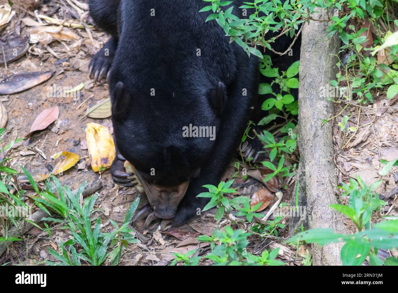 Southeast asian sun bear honey hi-res stock photography and images - Alamy