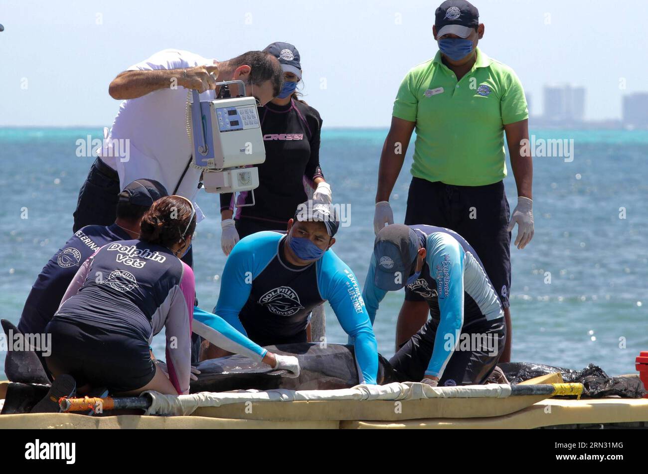 Network Specialist Marine Mammal Stranding makes an ultrasound to a female dolphin to determinate the severity of its disease in Quintana Roo, southern Mexico, on April 2 2015. The female dolphin that is under observation has a kidney disease and its condition is delicate, according to local press. Francisco Galves/NOTIMEX) (vf) MEXICO-QUINTANA ROO-ENVIRONMENT-WILDLIFE e NOTIMEX PUBLICATIONxNOTxINxCHN   Network Specialist Navy Mammal  makes to ultrasound to a Female Dolphin to  The  of its Disease in Quintana Roo Southern Mexico ON April 2 2015 The Female Dolphin Thatcher IS Under Observation Stock Photo