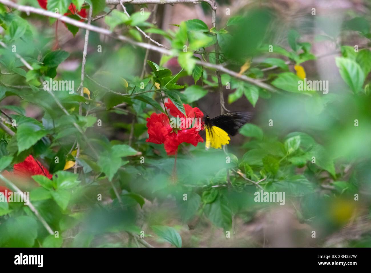 Amazing closeup of a wild Borneo Birdwing, a rare butterfly specie Stock Photo