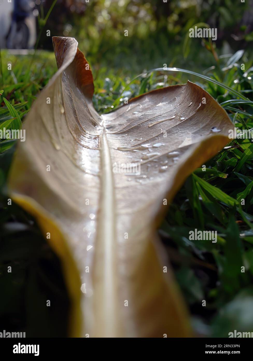Selective focus ground view of single dried leaf fallen on the green with rain drops or dew after the morning rain, nature background for wallpaper Stock Photo