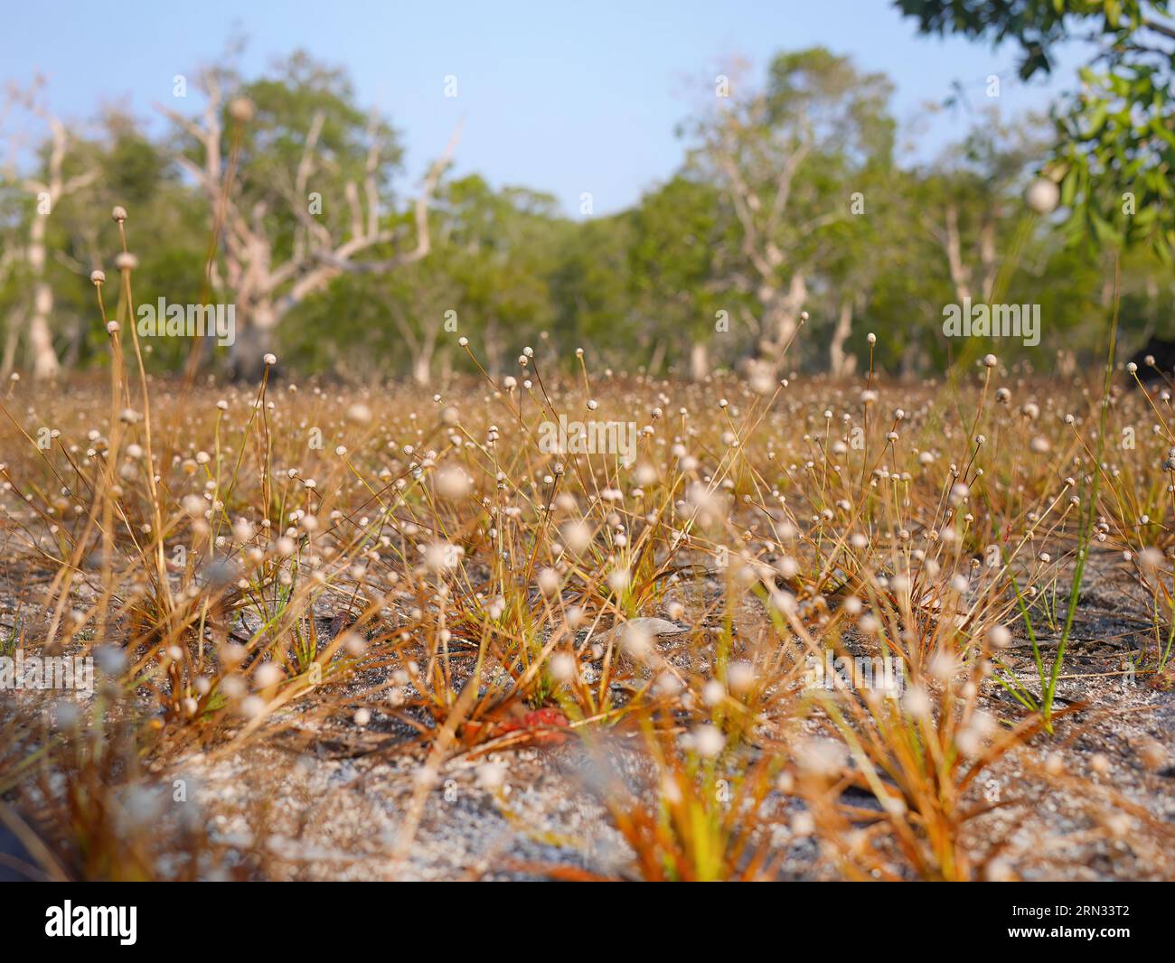 Selective of tiny white grass flower in savannah dry field, selective focus with blurred background, Thailand Nature wallpaper for background Stock Photo