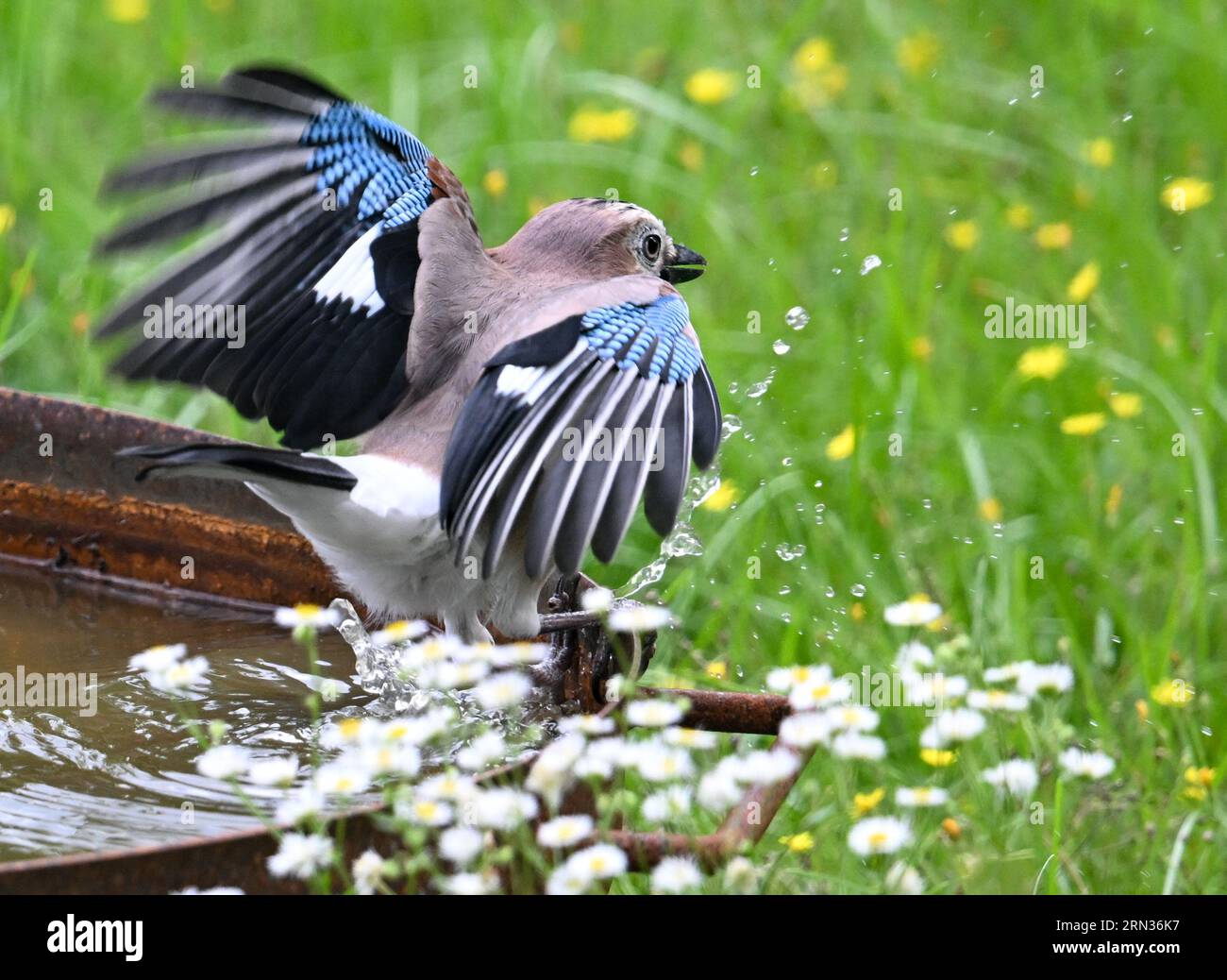 31 August 2023, Hesse, Frankfurt/Main: A jay (Garrulus glandarius) hops ...