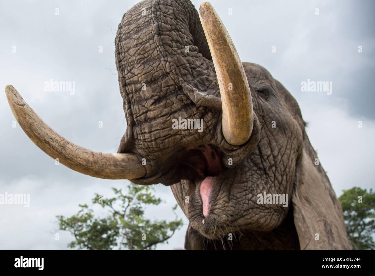 HARARE, April 7, 2015 -- Male elephant Boxer opens its mouth to let tourists check its teeth during an elephant interaction program at a game park in Selous, 70 km from Harare, capital of Zimbabwe, on April 7, 2015. Home to around 80,000 to 100,000 elephants, Zimbabwe is considered one of the world s prime elephant sanctuaries. Animal rights groups propose developing eco-tourism which generate tourism revenue and help reserve the wildlife at their comfort zone at the same time. ) ZIMBABWE-HARARE-TOURISM-ELEPHANTS XuxLingui PUBLICATIONxNOTxINxCHN   Harare April 7 2015 Male Elephant Boxer Opens Stock Photo