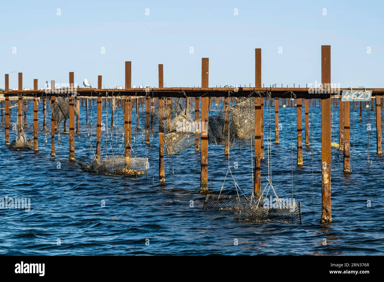 France, Herault, Etang de Thau, Meze, suspension farming of oysters on