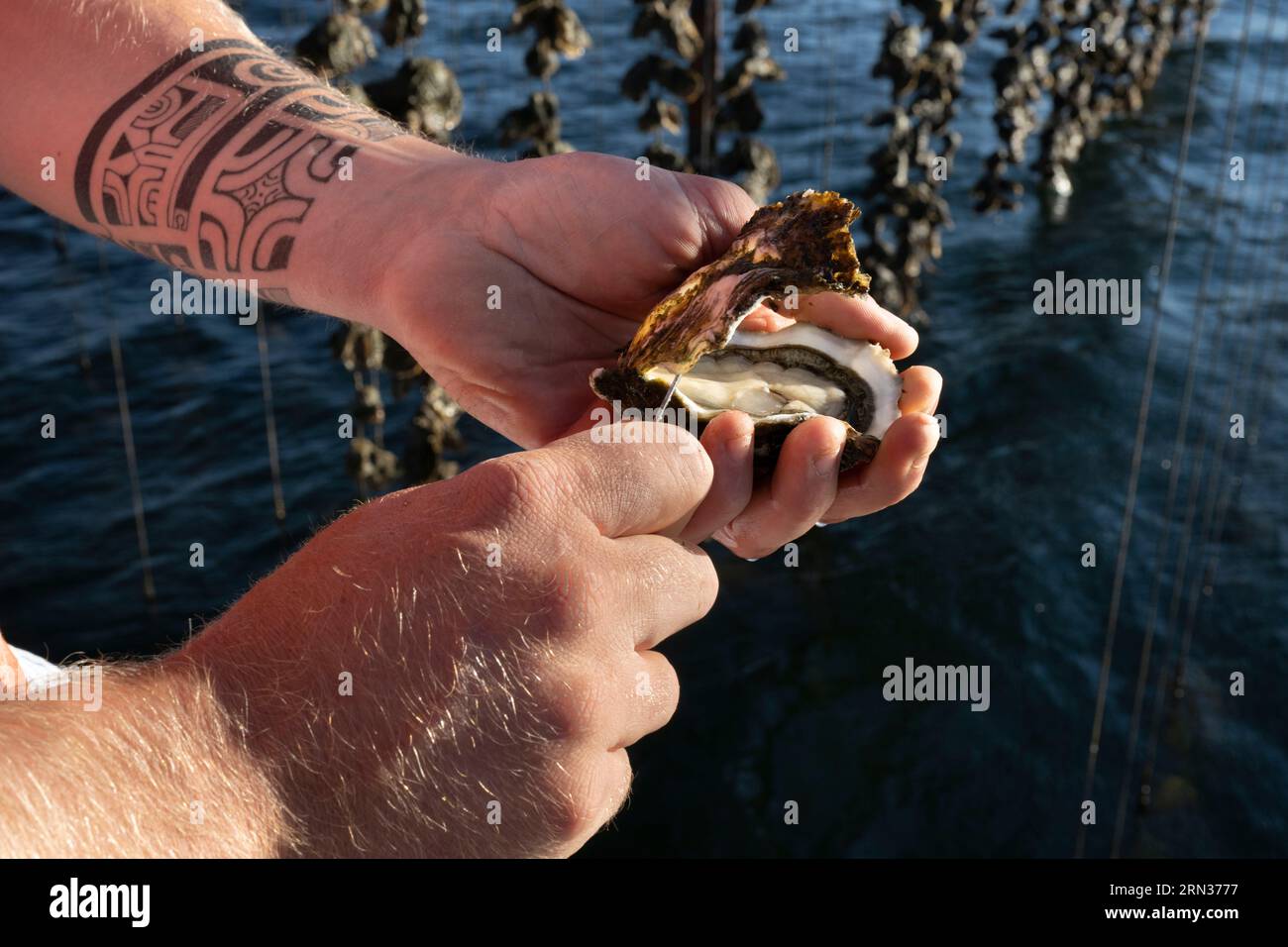 Types of shellfish hi-res stock photography and images - Alamy