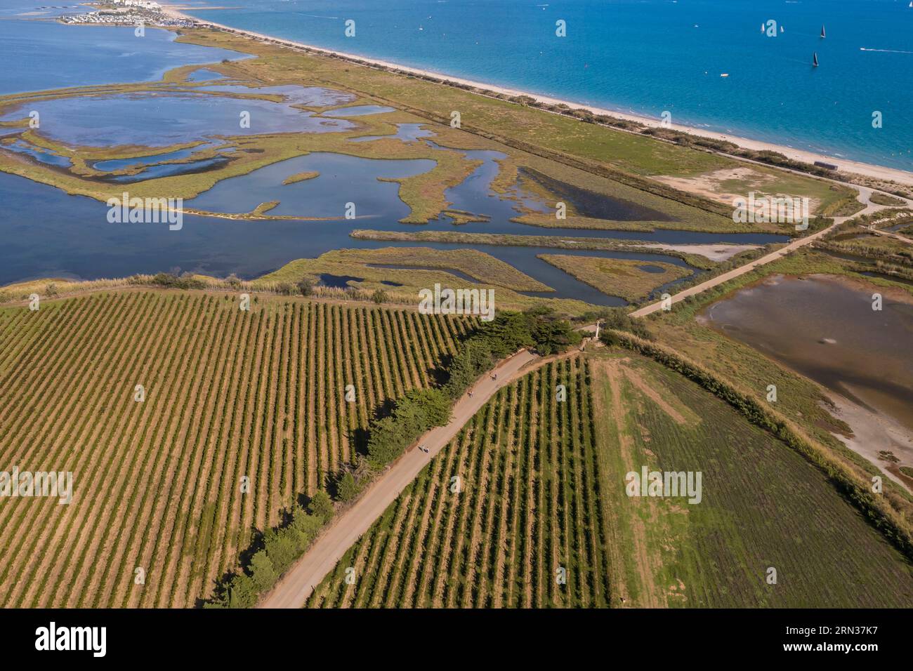 France, Hérault (34), Villeneuve-lès-Maguelone, vigne sur la partie sud de  l'Ile de Maguelone et la plage du Pilou, l'Etang du Prévost et  Palavas-Les-Flots en arrière plan (vue aérienne)/France, Herault,  Villeneuve les Maguelone (, image size:1300x956