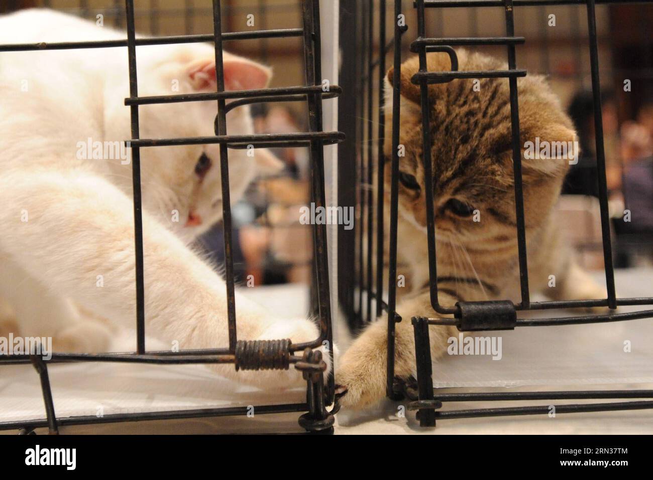 Wcf cat hires stock photography and images Alamy