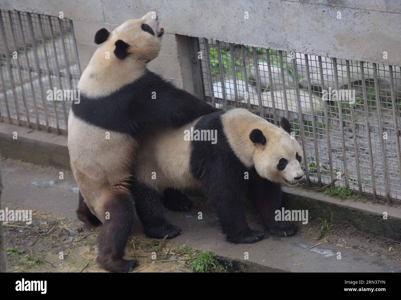 (150409) -- YA AN, April 8, 2015 -- Female giant panda Mei Qian (R) and male panda Jin Ke try natural mating at the Bifengxia base in Ya an, southwest China s Sichuan Province, April 8, 2015. Mei Qian , which is reared by China Conservation and Research Center for Giant Pandas, was artificially inseminated at the center s Bifengxia base on Wednesday. Natural mating for Mei Qian and Jin Ke failed before the artificial insemination on Wednesday. The center has completed the mating for 13 pandas in 2015. ) (lfj) CHINA-SICHUAN-YA AN-PANDA-ARTIFICIAL INSEMINATION (CN) XuexYubin PUBLICATIONxNOTxINxC Stock Photo