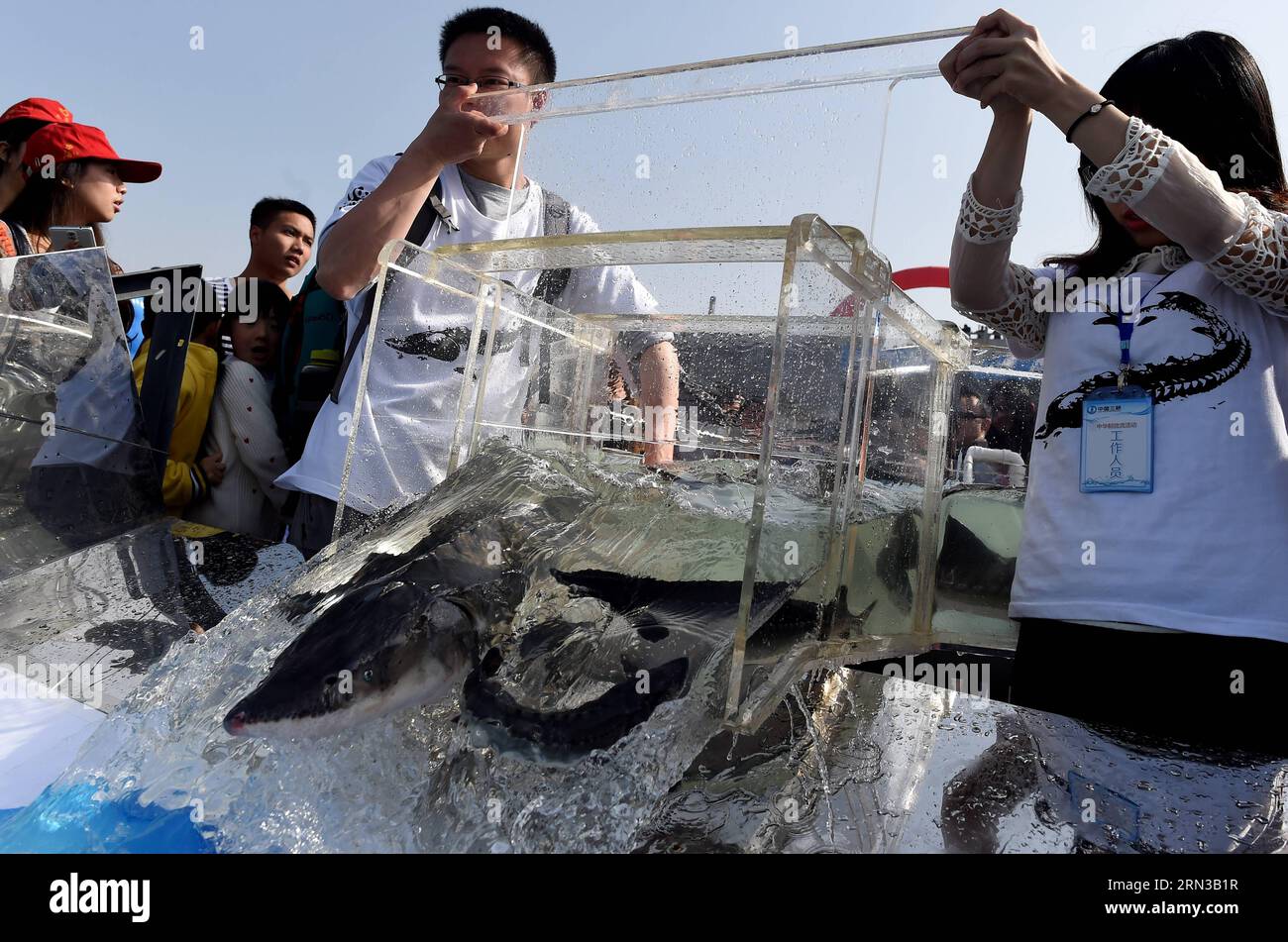 (150412) -- WUHAN, April 12, 2015 -- Volunteers release Chinese sturgeons to the Yangtze River at Yanzhi Park in Yichang, central China s Hubei Province, April 12, 2015. A total of 3,000 Chinese sturgeons, a top-level protected species in China which lived at the same time as dinosaurs, were released by the Chinese Sturgeon Research Institute (CSRI) under the China Three Gorges Corporation on Sunday here. Chinese sturgeons, nicknamed aquatic pandas , are listed as a wild creature under state protection. Researchers with CSRI succeeded in artificially inseminating and spawning of cultured Chine Stock Photo