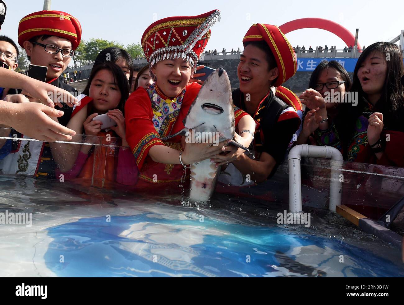 (150412) -- WUHAN, April 12, 2015 -- Volunteers release a Chinese sturgeon to the Yangtze River at Yanzhi Park in Yichang, central China s Hubei Province, April 12, 2015. A total of 3,000 Chinese sturgeons, a top-level protected species in China which lived at the same time as dinosaurs, were released by the Chinese Sturgeon Research Institute (CSRI) under the China Three Gorges Corporation on Sunday here. Chinese sturgeons, nicknamed aquatic pandas , are listed as a wild creature under state protection. Researchers with CSRI succeeded in artificially inseminating and spawning of cultured Chin Stock Photo