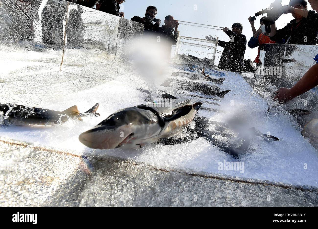 (150412) -- WUHAN, April 12, 2015 -- Chinese sturgeons are released to the Yangtze River at Yanzhi Park in Yichang, central China s Hubei Province, April 12, 2015. A total of 3,000 Chinese sturgeons, a top-level protected species in China which lived at the same time as dinosaurs, were released by the Chinese Sturgeon Research Institute (CSRI) under the China Three Gorges Corporation on Sunday here. Chinese sturgeons, nicknamed aquatic pandas , are listed as a wild creature under state protection. Researchers with CSRI succeeded in artificially inseminating and spawning of cultured Chinese stu Stock Photo