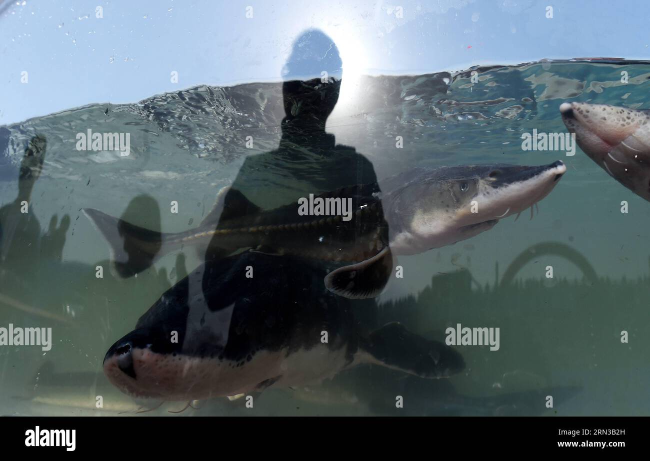 (150412) -- WUHAN, April 12, 2015 -- Chinese sturgeons to be released to the Yangtze River swim in water at Yanzhi Park in Yichang, central China s Hubei Province, April 12, 2015. A total of 3,000 Chinese sturgeons, a top-level protected species in China which lived at the same time as dinosaurs, were released by the Chinese Sturgeon Research Institute (CSRI) under the China Three Gorges Corporation on Sunday here. Chinese sturgeons, nicknamed aquatic pandas , are listed as a wild creature under state protection. Researchers with CSRI succeeded in artificially inseminating and spawning of cult Stock Photo