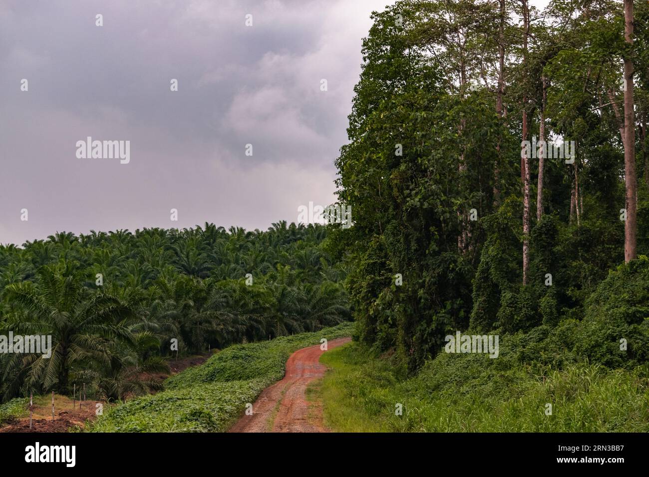Amazing view of an oil palm plantation and the adjacent rainforest. Very meaningful image Stock Photo