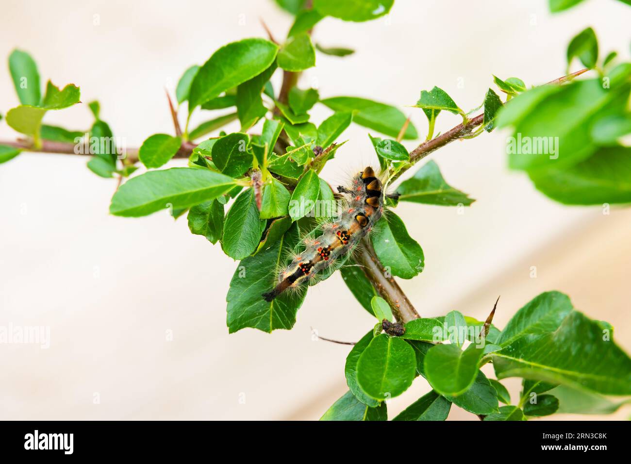 Rusty Tussock Moth,Orgyia antiqua, caterpillar on a pyracantha branch and leaves. Stock Photo