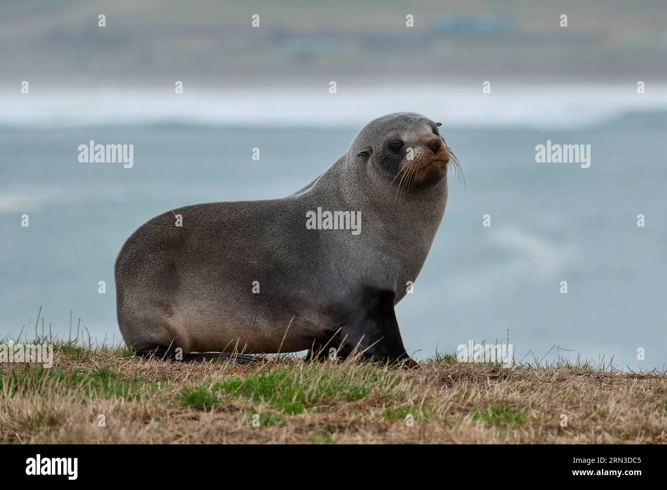 New Zealand, South Island, Otago Region, Moeraki, Katiki Point, sea lion colony Stock Photo