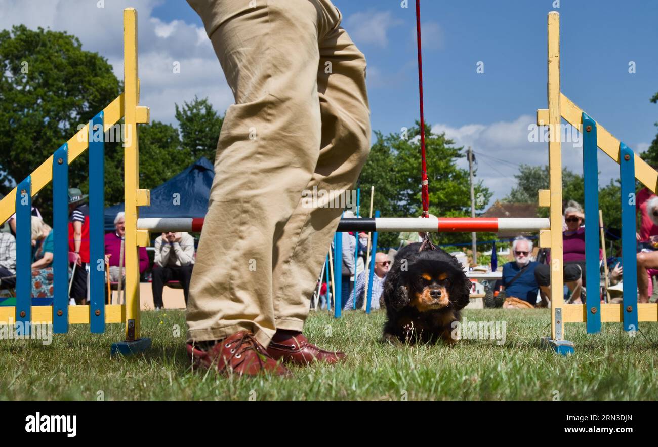 Dog Owner Coaxing A Black And Tan Cavalier King Charles Spaniel On A Lead To Jump A Fence During A Dog Agility Course, Boldre, UK Stock Photo