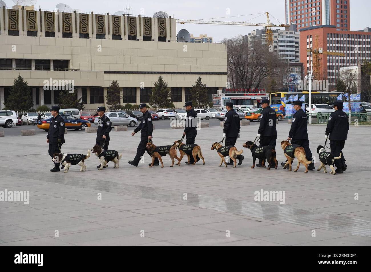 (150414) -- HOHHOT, April 13, 2015 -- Trainers and dogs patrol in the city of Hohhot, capital of north China s Inner Mongolia Autonomous Region, April 13, 2015. There are over 130 dogs and 16 trainers at the police dog training base of the Public Security Department of Inner Mongolia. 30 of the dogs at the base can perform tasks like drug searching and explosive safety inspection. Each of the trainer trains dogs for four hours everyday, and other time they feed them, play with them to build up relationships with the dogs. )(wjq) CHINA-INNER MONGOLIA-HOHHOT-POLICE DOG (CN) ShaoxKun PUBLICATIONx Stock Photo