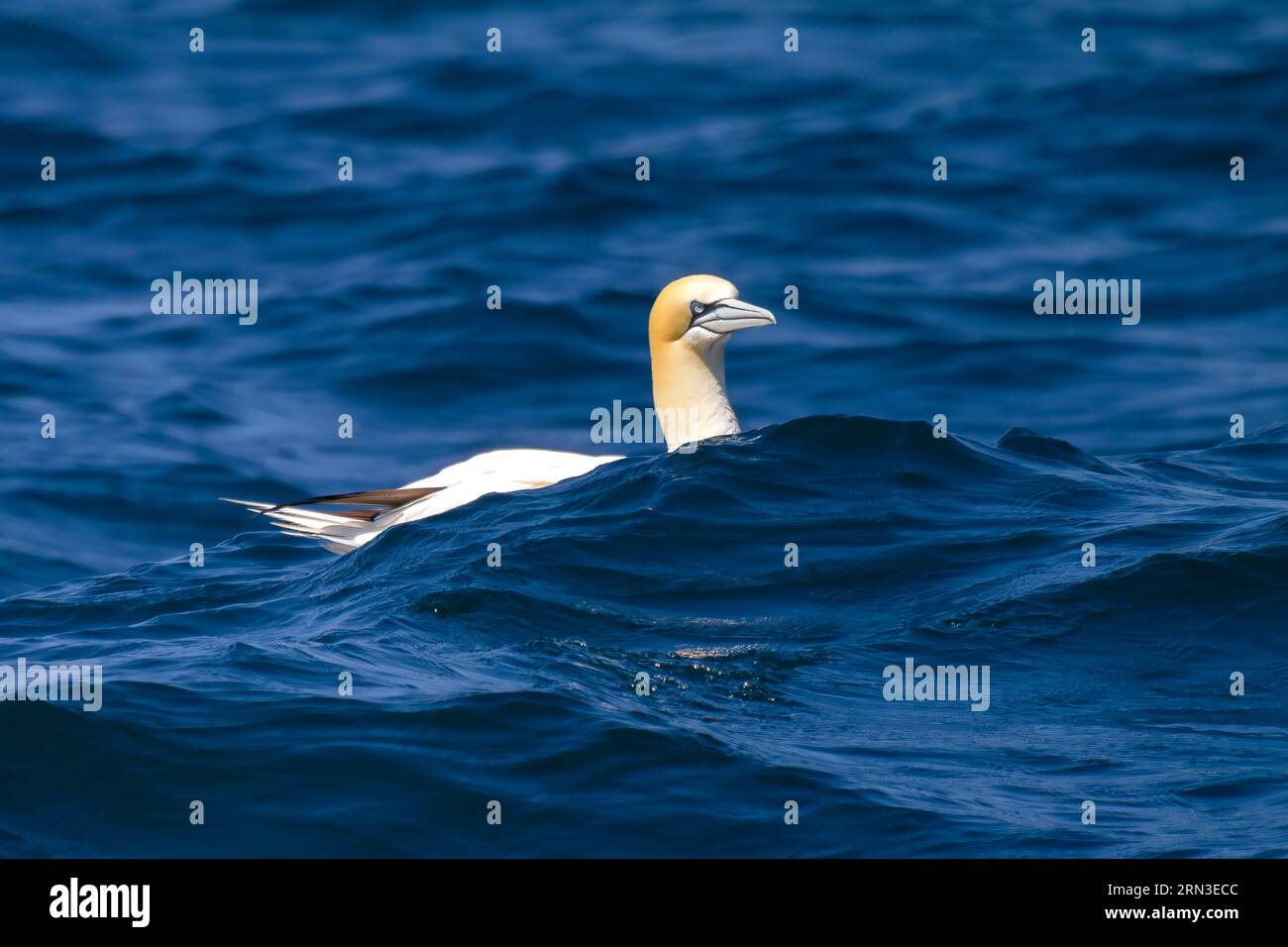 France, Cotes d'Armor, Perros Guirec, nature reserve of Sept Iles, northern gannet (Morus bassanus) Stock Photo