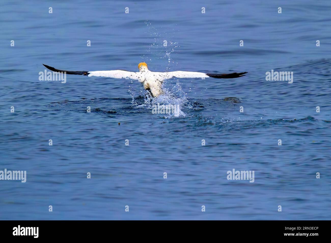 France, Cotes d'Armor, Perros Guirec, nature reserve of Sept Iles, northern gannet (Morus bassanus) taking flight Stock Photo