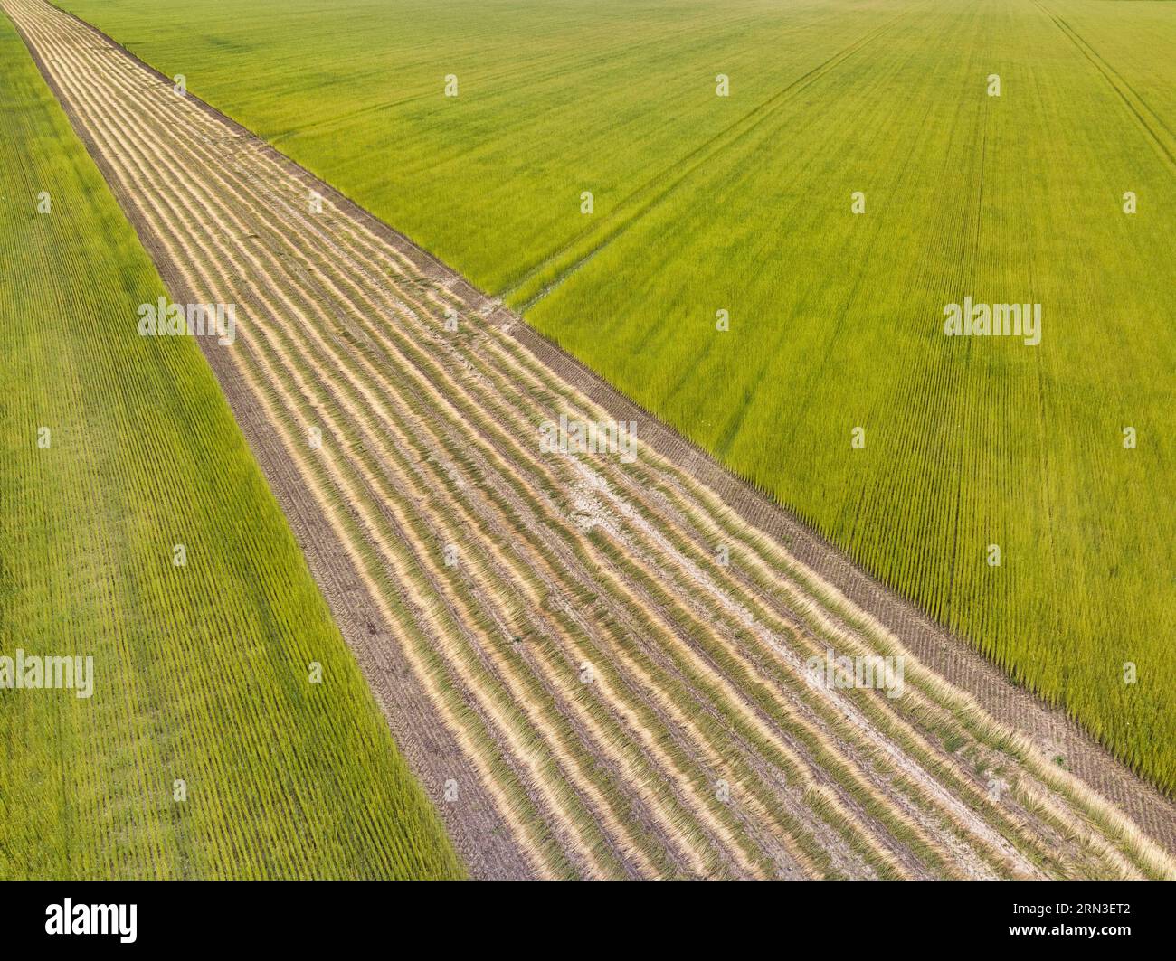 France, Seine Maritime, Saint Pierre le Viger, flax field (aerial view) Stock Photo